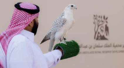 315 صقرًا للمُلاك المحليين تتنافس بمهرجان الملك عبدالعزيز للصقور 2025