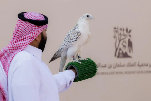 315 صقرًا للمُلاك المحليين تتنافس بمهرجان الملك عبدالعزيز للصقور 2025