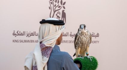 6 أشواط تأهيلية للهواة المحليين لمهرجان الملك عبدالعزيز للصقور 2025