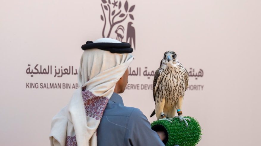 6 أشواط تأهيلية للهواة المحليين لمهرجان الملك عبدالعزيز للصقور 2025