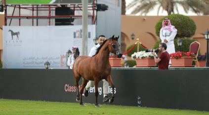 اليوم الأول من العرض الدولي الثامن لجمال الخيل العربية ينطلق بمنافسات قوية لـ 182 مهرة