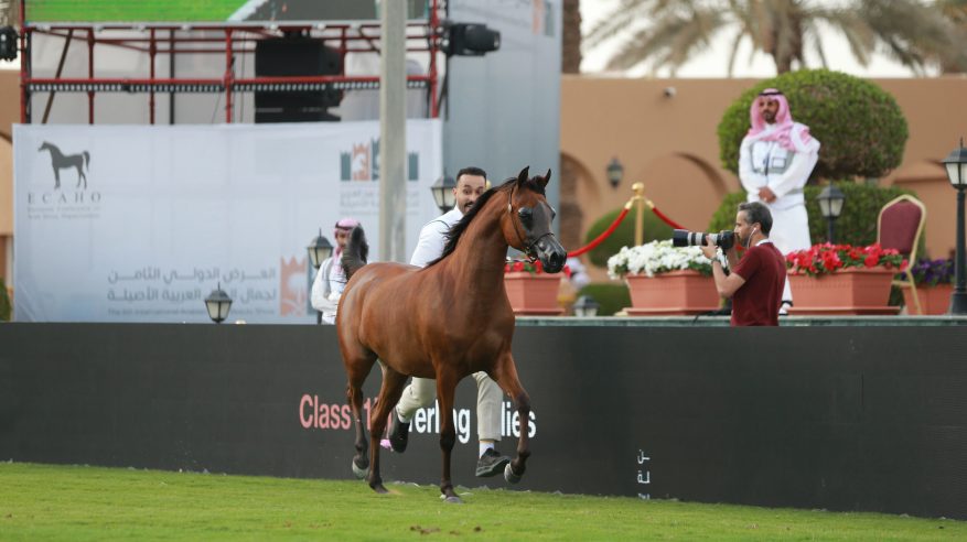 اليوم الأول من العرض الدولي الثامن لجمال الخيل العربية ينطلق بمنافسات قوية لـ 182 مهرة