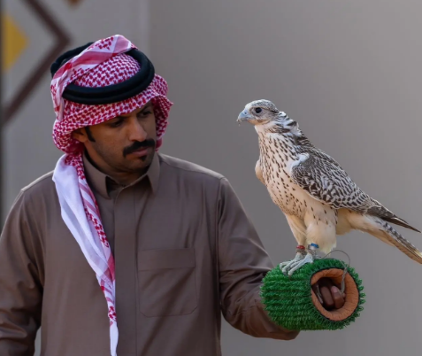 120 صقارًا يدشنون أشواط نخبة المحليين في انطلاق مهرجان الملك عبدالعزيز للصقور 2025