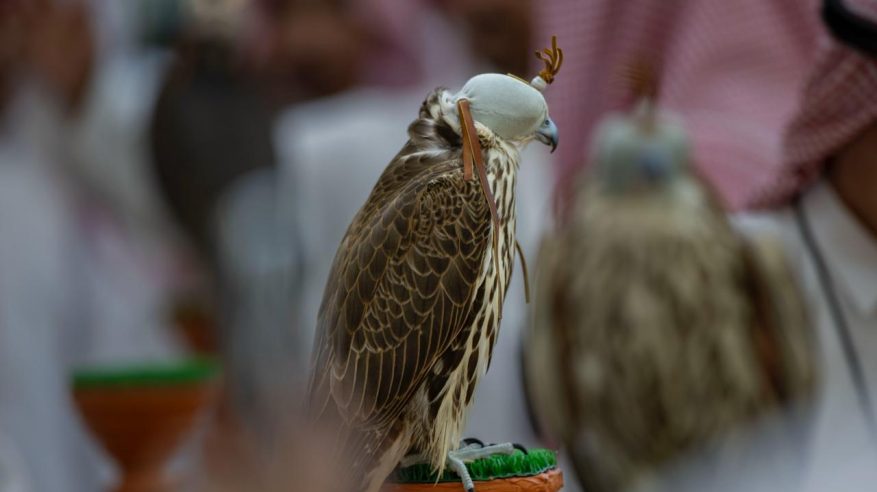 لأول مرة.. شوطان للصقور المنغولية في مهرجان الملك عبدالعزيز للصقور بجوائز 887 ألف ريال