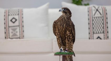 بأكثر من 38 مليون ريال.. نادي الصقور السعودي يعلن تفاصيل جوائز مهرجان الملك عبدالعزيز