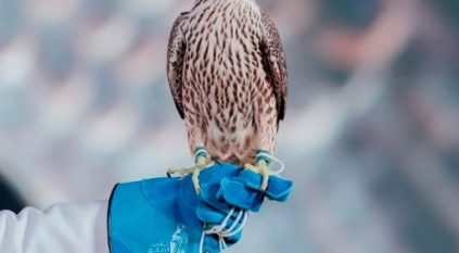 ختام مزاد نادي الصقور السعودي 2025 بمبيعات إجمالية 6.4 ملايين ريال