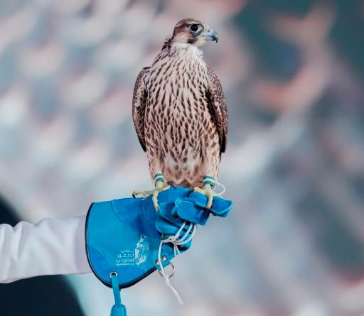 ختام مزاد نادي الصقور السعودي 2025 بمبيعات إجمالية 6.4 ملايين ريال