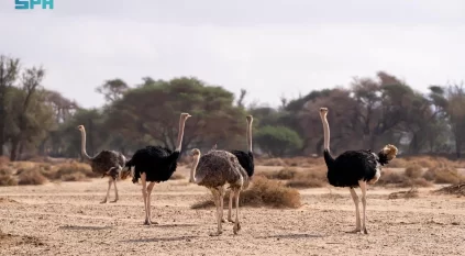 إطلاق كائنات فطرية في موقع الحِجر الطبيعي بالعُلا