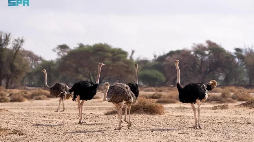 إطلاق كائنات فطرية في موقع الحِجر الطبيعي بالعُلا