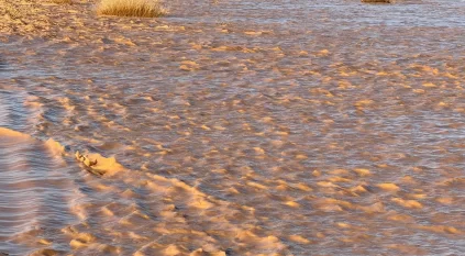 أمطار الخير تُنعش محمية الإمام تركي بن عبدالله الملكية