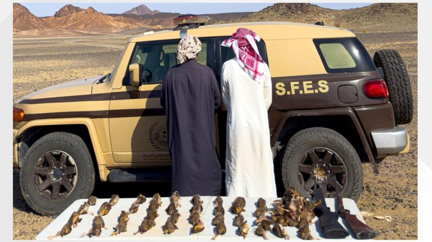 القبض على مخالفين بحوزتهما 49 كائنًا فطريًا مصيدًا في المدينة المنورة