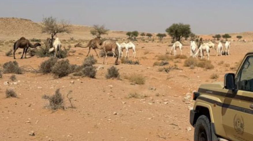 ضبط مواطن رعى 50 متنًا من الإبل في محمية الملك عبدالعزيز