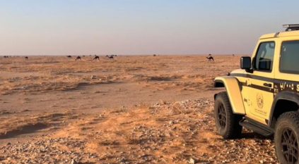 ضبط مواطن رعى 28 متنًا من الإبل في محمية الإمام عبدالعزيز