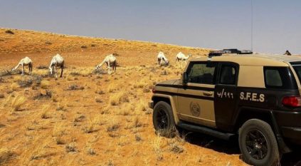 ضبط مواطن رعى 12 متنًا من الإبل في محمية الإمام تركي