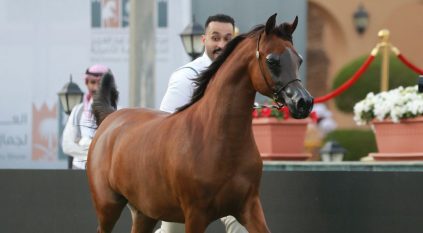 منافسات قوية في اليوم الثاني من العرض الدولي الثامن لجمال الخيل العربية