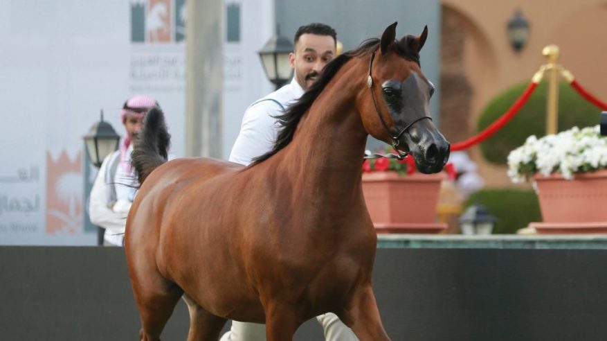 منافسات قوية في اليوم الثاني من العرض الدولي الثامن لجمال الخيل العربية