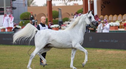 ختام العرض الدولي الثامن لجمال الخيل العربية بتشريف أمير منطقة الرياض