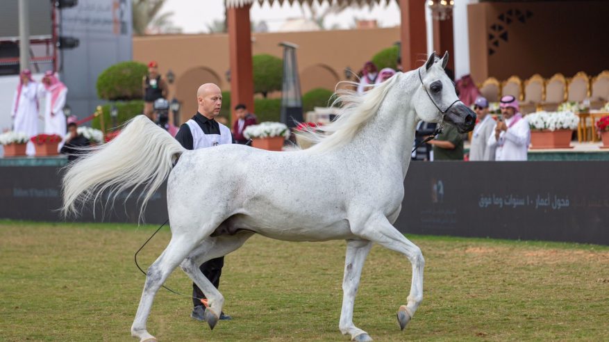 ختام العرض الدولي الثامن لجمال الخيل العربية بتشريف أمير منطقة الرياض