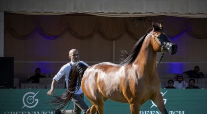 الرياض تستضيف العرض الدولي الثامن لجمال الخيل العربية 2025