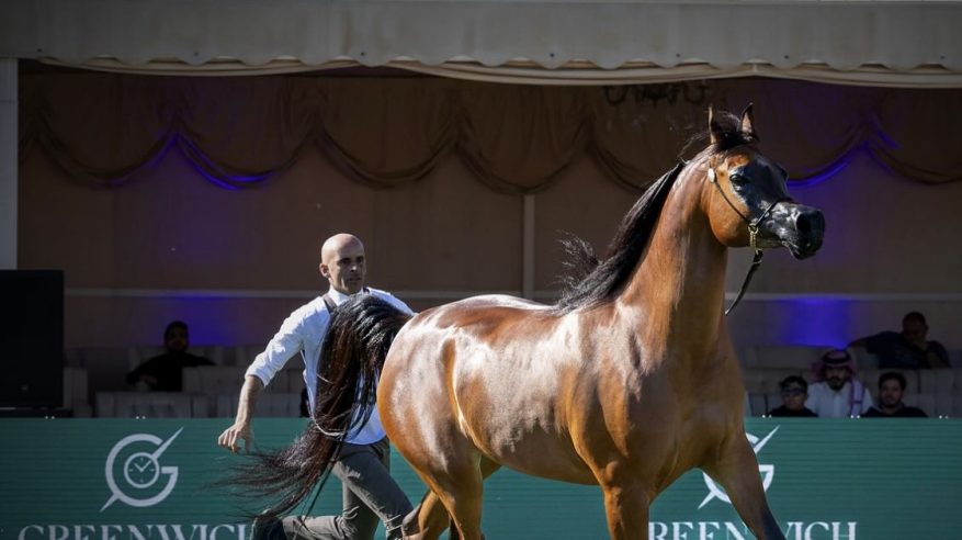 الرياض تستضيف العرض الدولي الثامن لجمال الخيل العربية 2025