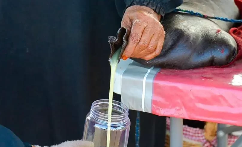 “القِربة” موروث شعبي يُظهر براعة الأجداد في استخدام الموارد الطبيعية