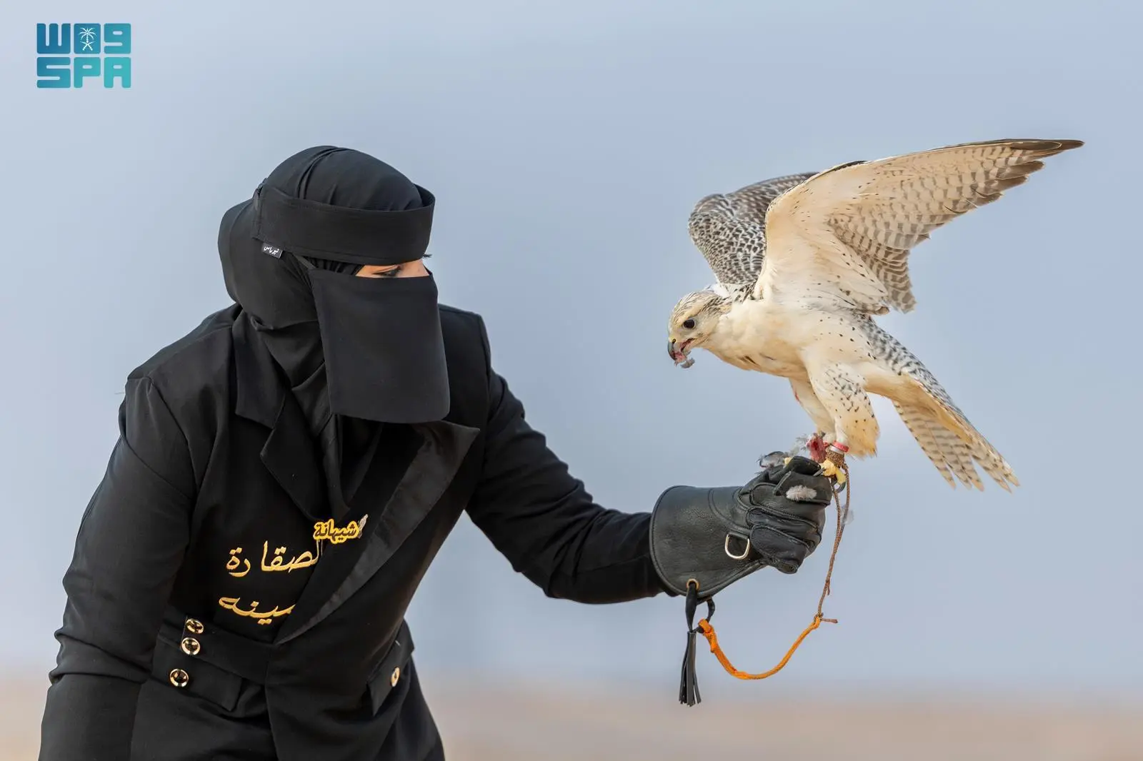 أمينة العنزي.. صقّارة سعودية توثق تجربتها في تربية وتدريب الصقور 