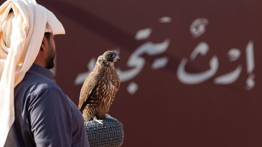 انطلاق مهرجان الملك عبدالعزيز للصقور 2025 الخميس المقبل في مَلهم