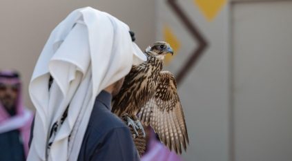 227 صقرًا تشارك في 7 أشواط للهواة المحليين بمهرجان الصقور في يومه الرابع