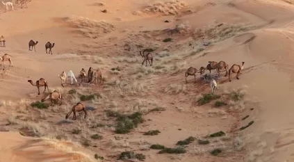 الأمطار تحوّل النفود الكبير جنوب رفحاء إلى لوحة طبيعية مترفة بالجمال