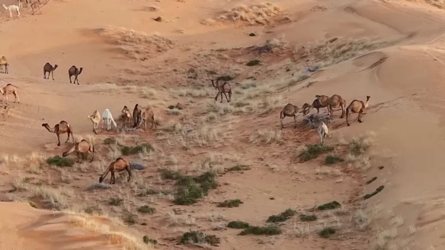 الأمطار تحوّل النفود الكبير جنوب رفحاء إلى لوحة طبيعية مترفة بالجمال
