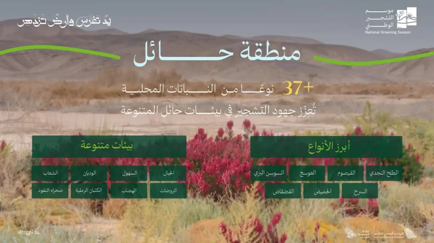 الطلح والقيصوم والعوسج والسوسن البري أكثر النباتات المحلية انتشارًا في حائل