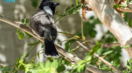 البلبل أبيض الخدّ.. نغمة الطبيعة المقيمة في سماء الحدود الشمالية