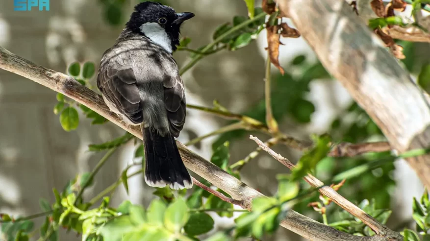 البلبل أبيض الخدّ.. نغمة الطبيعة المقيمة في سماء الحدود الشمالية