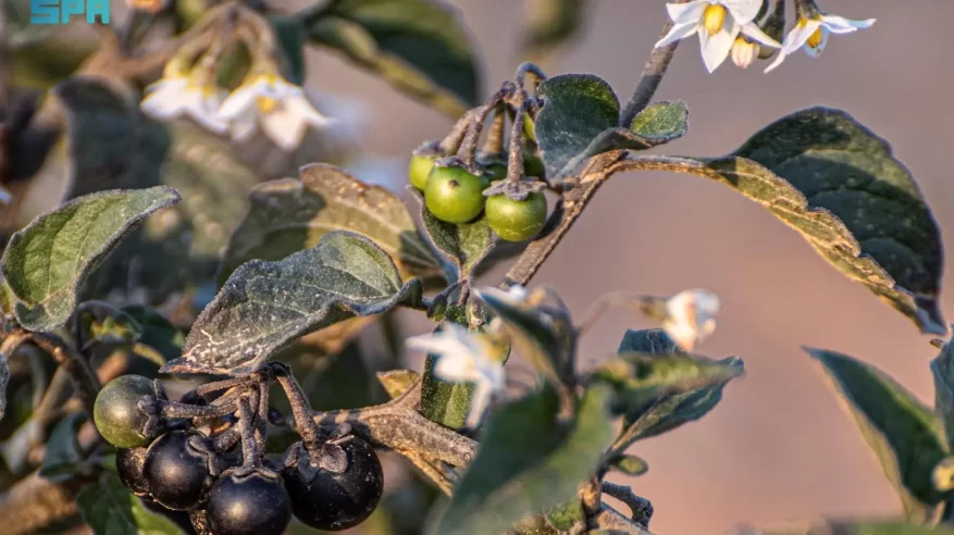 “عنب الذئب” يزهر في الحدود الشمالية
