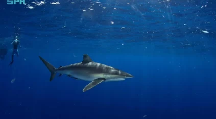 إصدار أول ترخيص لتجربة الغوص مع القرش في محمية رأس حاطبة