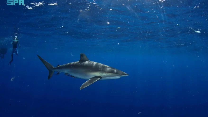 إصدار أول ترخيص لتجربة الغوص مع القرش في محمية رأس حاطبة