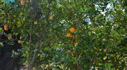 بدء موسم جني الحمضيات في محافظة العُلا