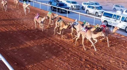 إعلان أسماء الفائزين بالمراكز الأولى في جائزة الملك عبدالعزيز لسباقات الهجن