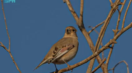 شاهد.. رصد طائر الحسون الصحراوي في منطقة الحدود الشمالية