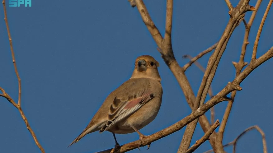 شاهد.. رصد طائر الحسون الصحراوي في منطقة الحدود الشمالية