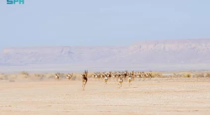 إطلاق أكثر من 60 كائنًا فطريًا في محمية الملك خالد