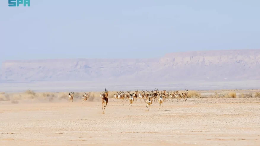 إطلاق أكثر من 60 كائنًا فطريًا في محمية الملك خالد