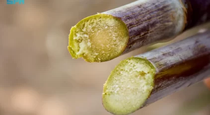 زراعة قصب السكر في نجران.. تجربة زراعية تعززّ الأمن الغذائي والاكتفاء الذّاتي