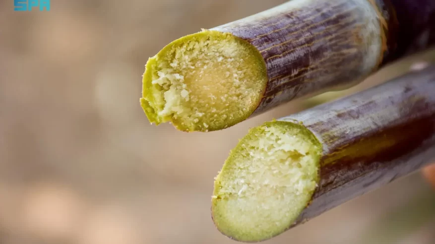 زراعة قصب السكر في نجران.. تجربة زراعية تعززّ الأمن الغذائي والاكتفاء الذّاتي