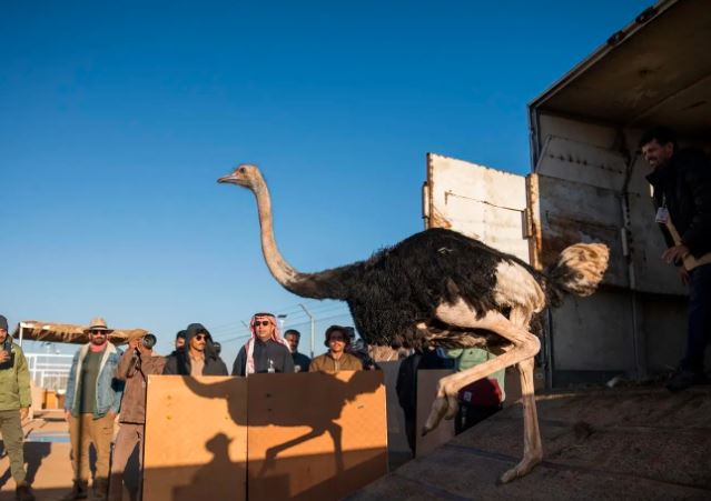 “الحياة الفطرية” يطلق 35 كائنًا فطريًّا بمحمية الأمير محمد بن سلمان الملكية