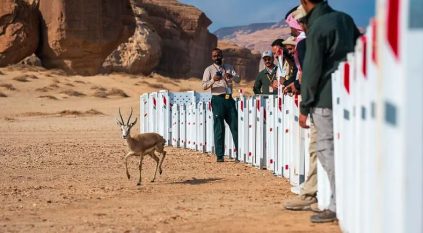 الحياة الفطرية تطلق 37 كائنًا فطريًا في محمية الحِجر بالعُلا