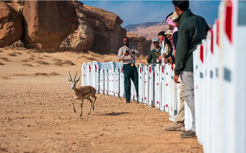 الحياة الفطرية تطلق 37 كائنًا فطريًا في محمية الحِجر بالعُلا