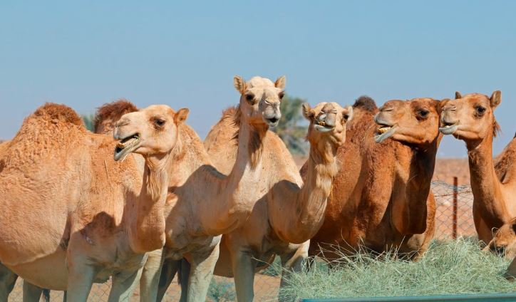 النيابة العامة: يُحظر إهمال الحيوانات أو تركها خارج الأماكن المخصصة
