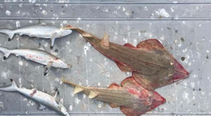 ضبط مخالفين بحوزتهم كائنات فطرية بحرية مهددة بالانقراض محظور صيدها