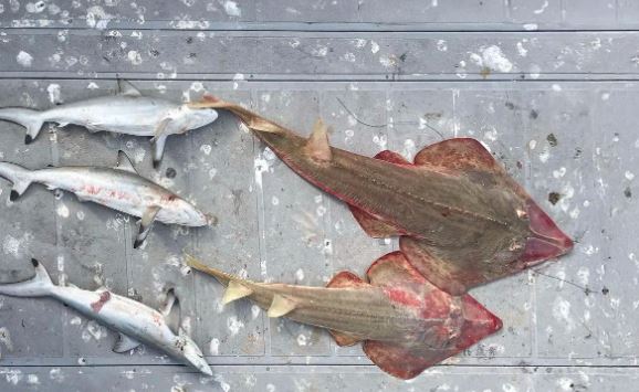 ضبط مخالفين بحوزتهم كائنات فطرية بحرية مهددة بالانقراض محظور صيدها